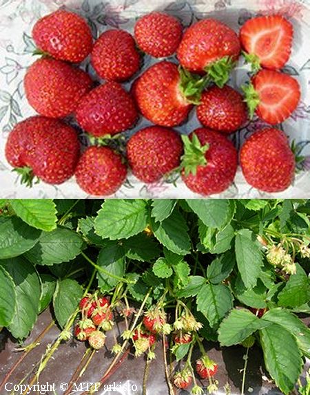 Fragaria ananassa   'Kaunotar'